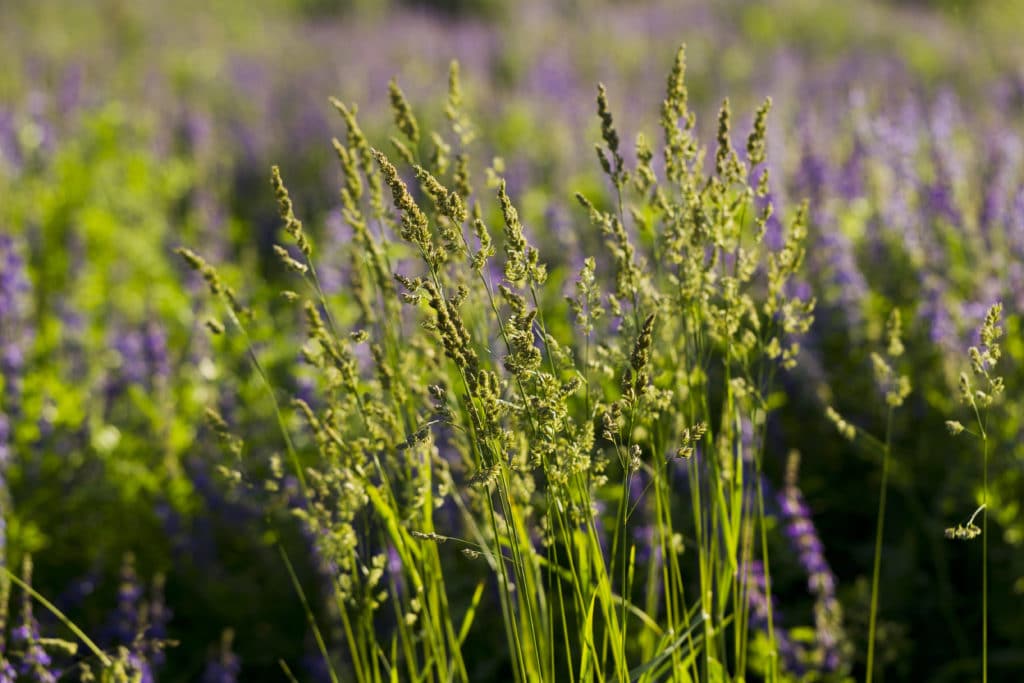 Holy Grass Botanical