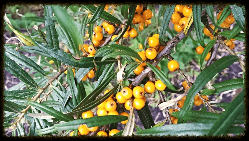 Rock Rose Gin ingredient sea buckthorn