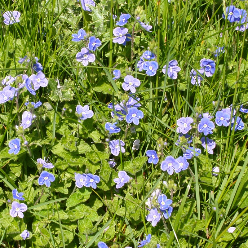 Speedwell flowers