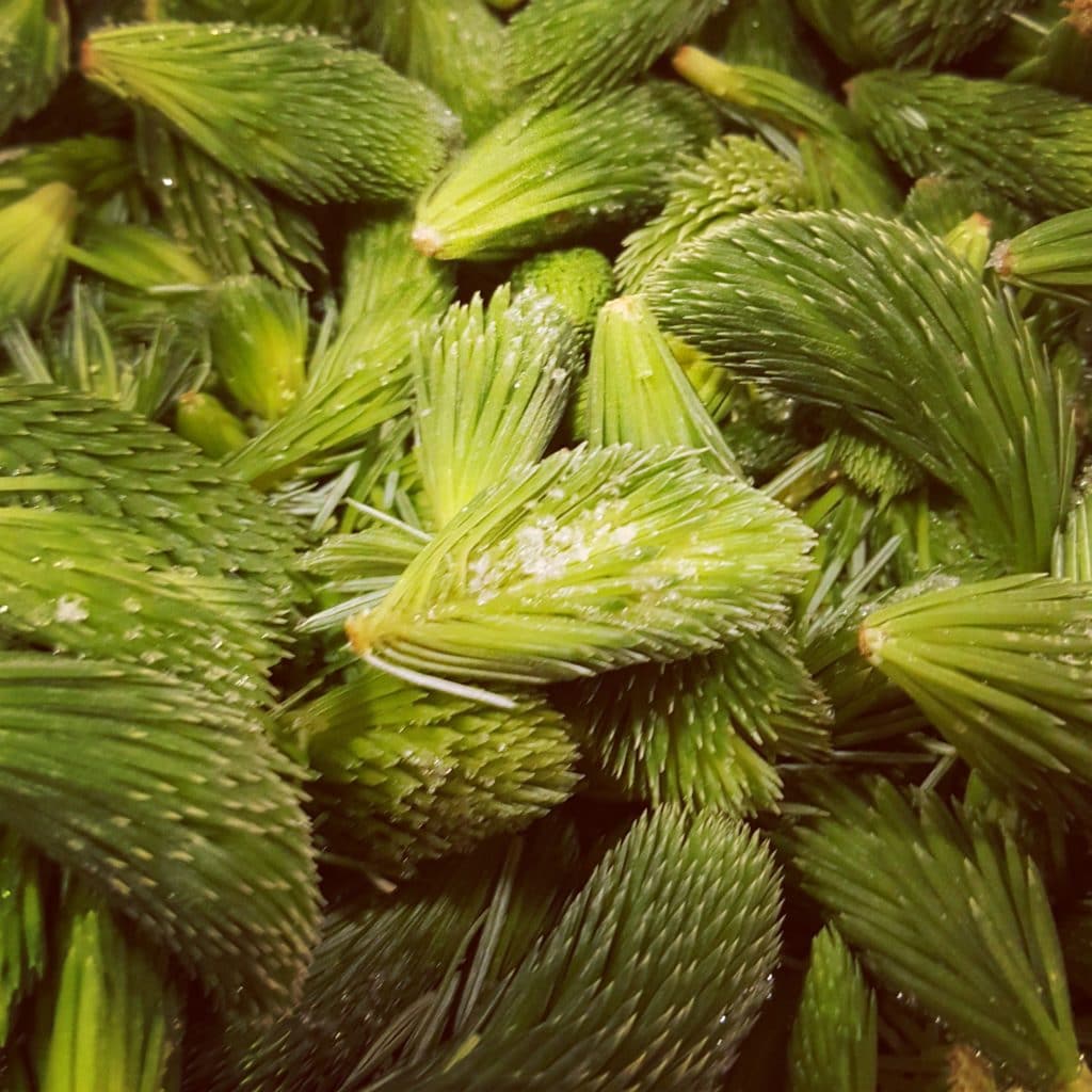 spruce tips