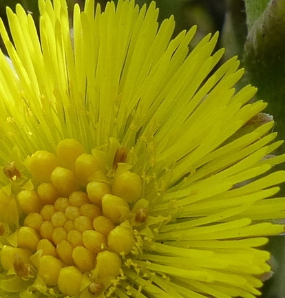 Coltsfoot