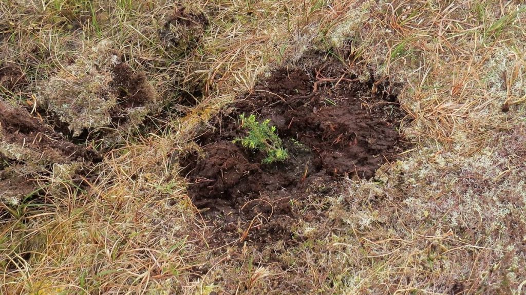 Juniper planting in hill