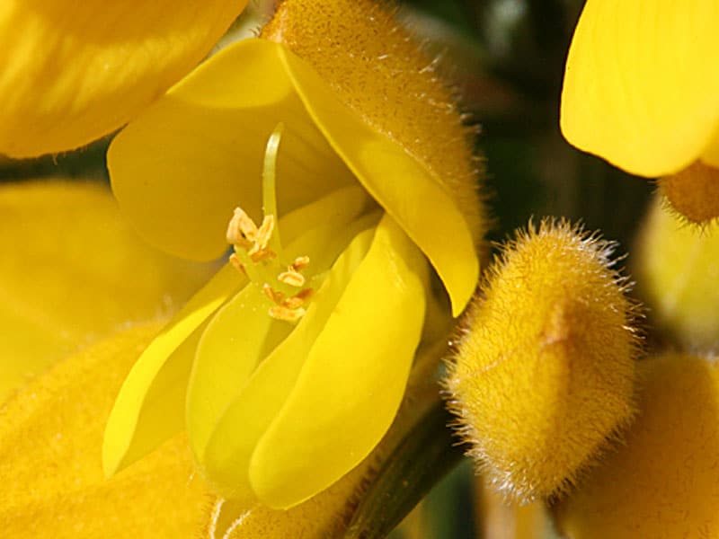 Gorse