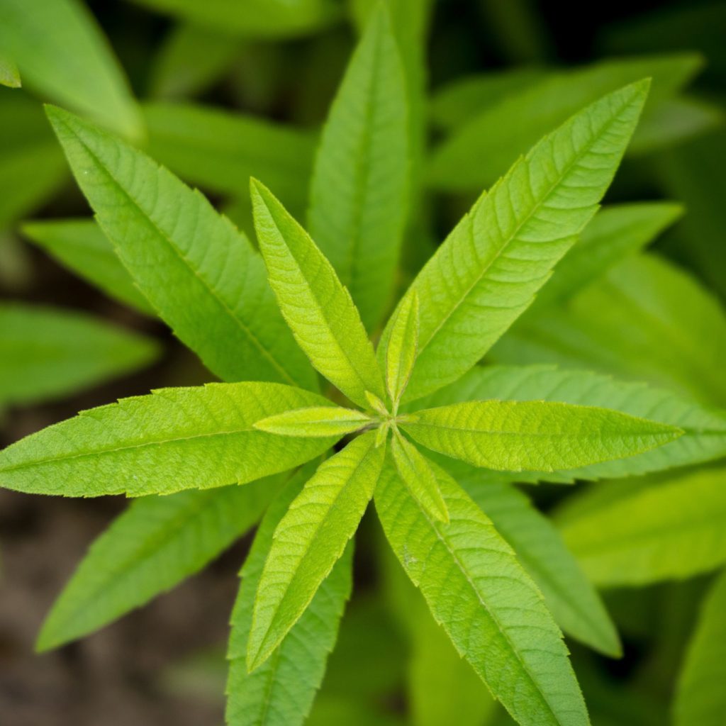 Lemon Verbena