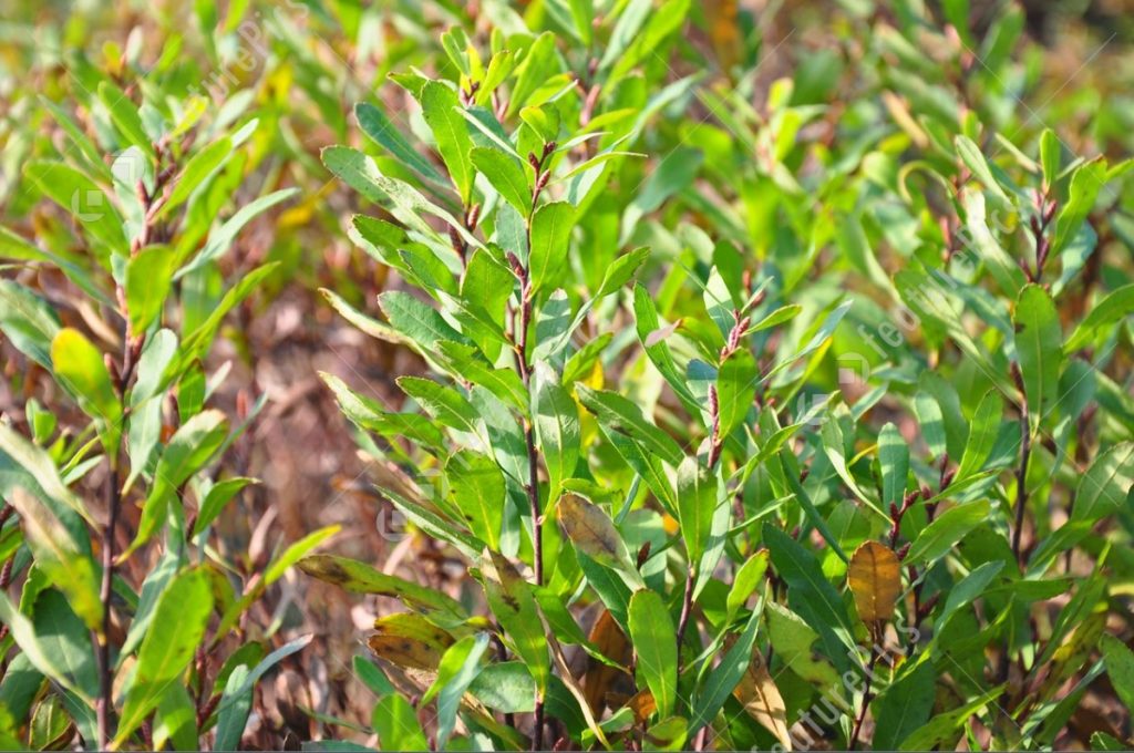 Picture of bog myrtle