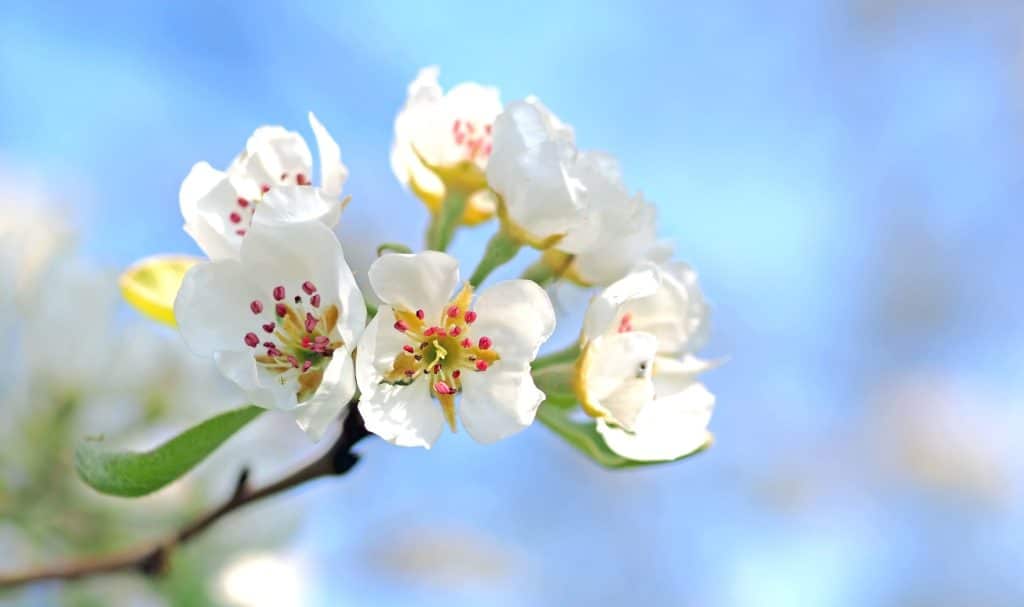 Picture of apple blossom