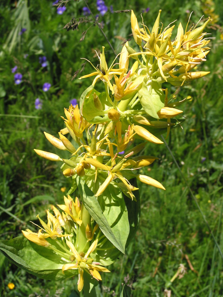 Our Beautiful Botanical this month is Gentian (Gentiana lutea L.) which is a bitter herb in a genus of flowering plants belonging to the gentian family (Gentianaceae).