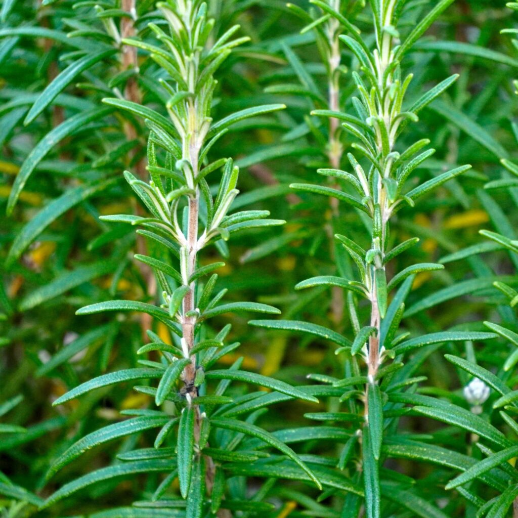 Rosemary sprigs