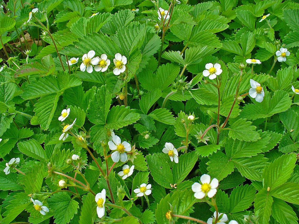 The Botanical Inspired By A Strawberry Thief